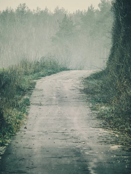 Dirt road leading to a foggy forest — Stok fotoğraf