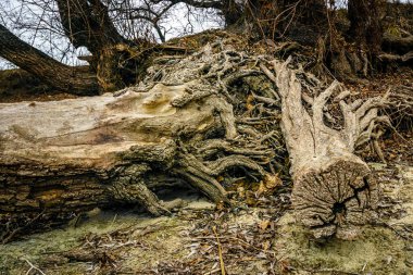 Eski ağaçların kökleri kömürleşmiş.
