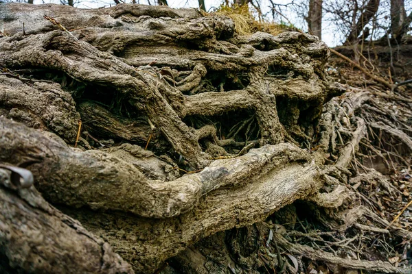 Las Raíces Carbonizadas Los Viejos Árboles Caídos — Foto de Stock