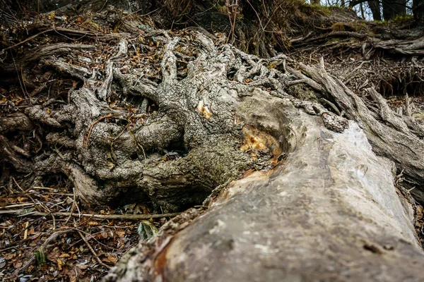 Verkoolde Wortels Van Oude Omgevallen Bomen — Stockfoto