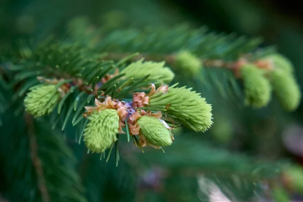 Blooming Spruce Young Spruce Cones Flowering Conifers — Stock Photo, Image