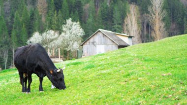 Arka plandaki çiftlik evindeki yeşil çayırdaki siyah ineği kapat. Sığır ya da büyük evcilleştirilmiş ungulates.
