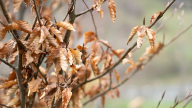 Yeşil arka planda ağaçta asılı kahverengi kuru yapraklar. Kuru yaprakların dokusu ya da deseni. Bahar ya da sonbahar duvar kağıdı 