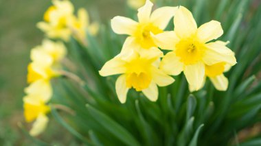 Arkaplanı bulanık sarı nergislerle dolu sıcak bir çalılık. Narcissus sarı bahar çiçeği.