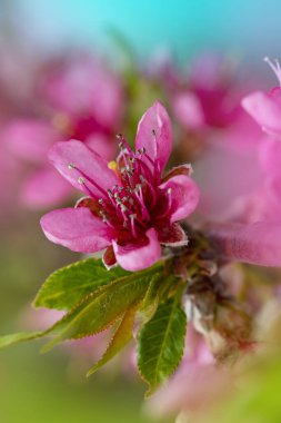 Bahar bahçesindeki meyve ağaçlarının parlak çiçekleri. Güzel, parlak bir bahar arka planı. Bahar bahçesi. Yakın plan.