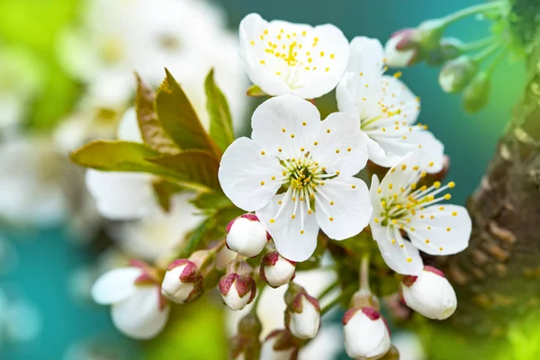 Flores Brillantes Árboles Frutales Jardín Primavera Hermoso Fondo Primavera Brillante — Foto de Stock