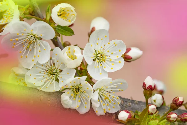 Leuchtende Blüten Von Obstbäumen Frühlingsgarten Schöne Helle Frühling Hintergrund Frühlingsgarten — Stockfoto