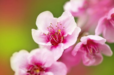 Meyve ağaçlarının çiçekleriyle dolu parlak bir bahar arkaplanı. Bahar