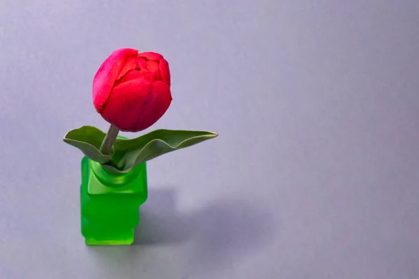 Háttér Virágokkal Szöveges Hely Piros Tulipán Szürke Alapon — Stock Fotó