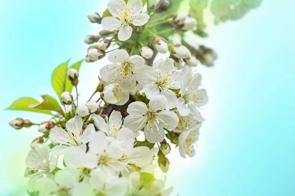 Fondo Primaveral Brillante Con Flores Árboles Frutales Primavera Jardín Primavera — Foto de Stock