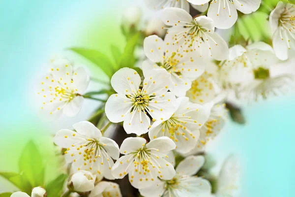 Fondo Primaveral Brillante Con Flores Árboles Frutales Primavera Jardín Primavera — Foto de Stock