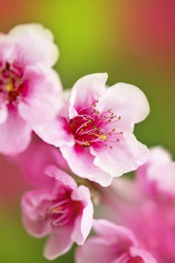 Meyve ağaçlarının çiçekleriyle dolu parlak bir bahar arkaplanı. Bahar. Spring Garden. Yakın plan..