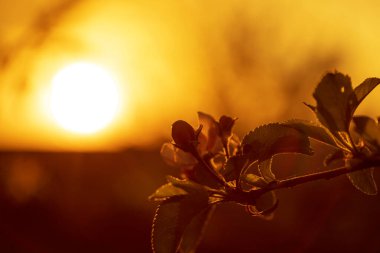 Bahar ağacı çiçekleri gün batımında. Bahar akşamı arka planı