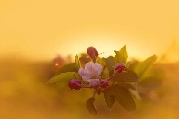 Spring tree flowers at sunset. Spring evening background