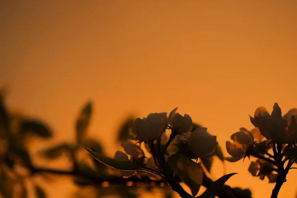 Flores Árvore Primavera Pôr Sol Primavera Noite Fundo — Fotografia de Stock