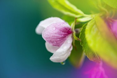 Meyve ağaçlarının çiçekleriyle dolu parlak bir bahar arkaplanı. Bahar. Spring Garden. Yakın plan..