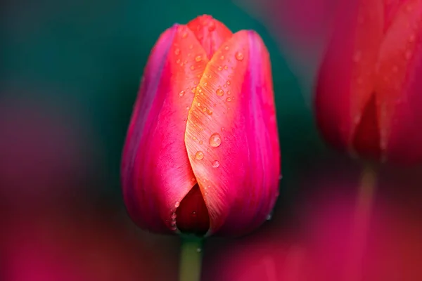 Tulipe Fleurs Tulipe Rouge Fond Printanier Avec Une Tulipe Lumineuse — Photo