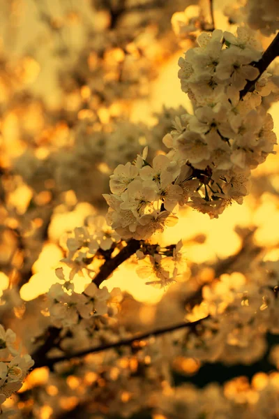 Весенние Цветы Закате Весенний Вечер — стоковое фото