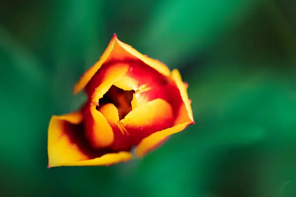 Tulipa Flor Bud Tulipa Vermelha Fundo Primavera Com Uma Tulipa — Fotografia de Stock