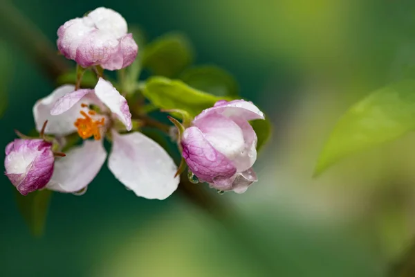 Φωτεινό Φόντο Άνοιξη Λουλούδια Οπωροφόρων Δέντρων Άνοιξη Σπρινγκ Γκάρντεν Κοντινό — Φωτογραφία Αρχείου
