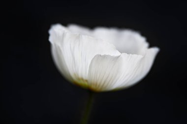 Siyah arka planda beyaz gelincik. Parlak renkler