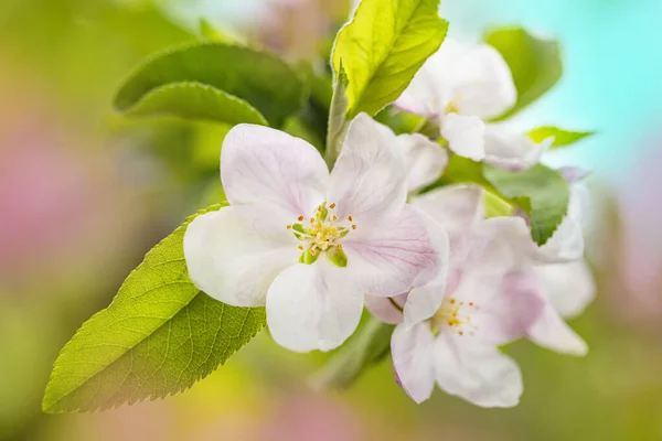 Fondo Primaveral Brillante Con Flores Árboles Frutales Primavera Spring Garden — Foto de Stock
