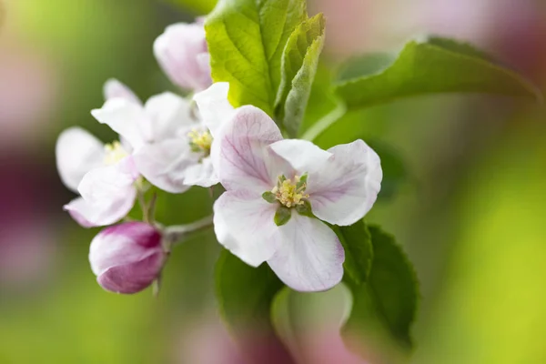 Fond Printanier Lumineux Avec Des Fleurs Arbres Fruitiers Printemps Spring — Photo