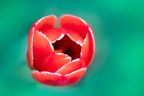 Tulipa Flor Bud Tulipa Vermelha Fundo Primavera Com Uma Tulipa — Fotografia de Stock