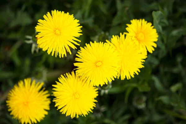 Zöld Mező Sárga Pitypangokkal Sárga Tavaszi Virágok Gyermekláncfű — Stock Fotó