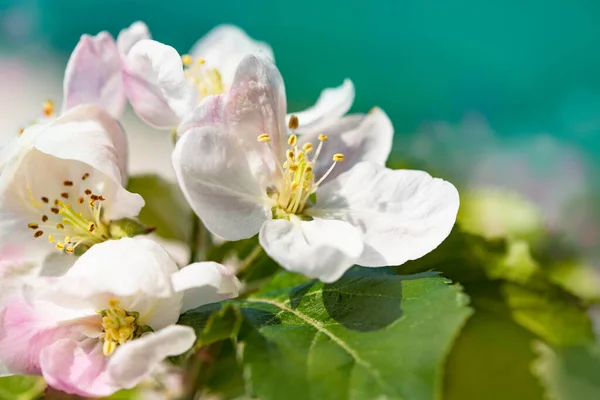 Fondo Primaveral Brillante Con Flores Árboles Frutales Primavera Spring Garden — Foto de Stock