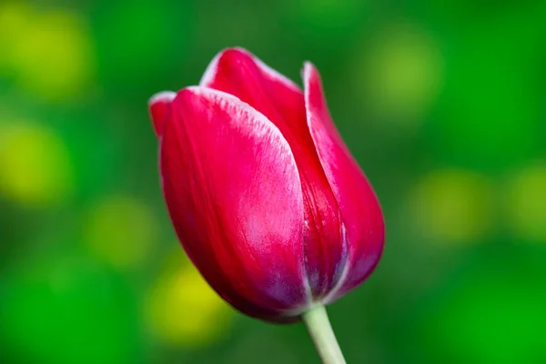 Tulip Yang Mekar Tulip Merah Tunas Latar Belakang Musim Semi — Stok Foto