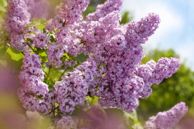 Bahar arkaplanı leylak çiçekleriyle dolu. Renkli bahar arkaplanı.