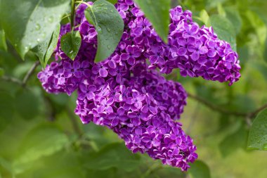 Bahar arkaplanı leylak çiçekleriyle dolu. Renkli bahar arkaplanı.