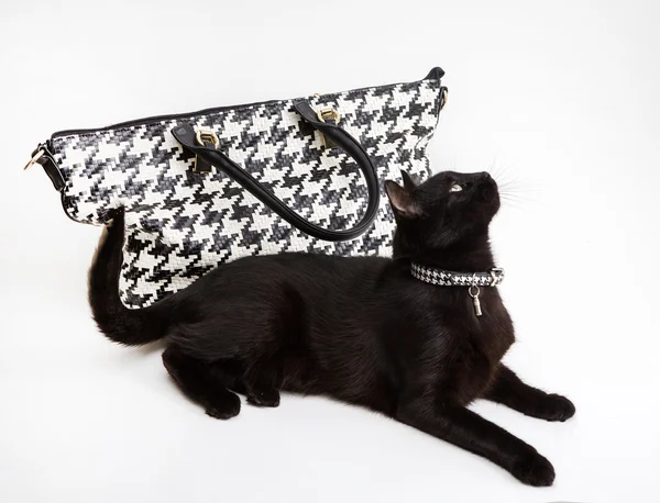 ファッショナブルな猫、スタイリッシュなハンドバッグ — ストック写真