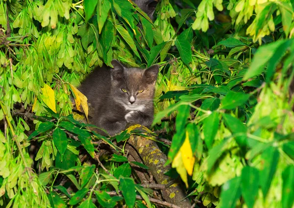 Macska, egy fa ága — Stock Fotó