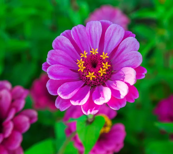 Flower purple Tsiniya — Stock Photo, Image