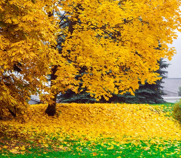 Landschaft mit gelbem Laub — Stockfoto