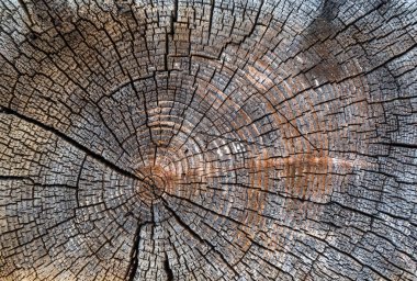 Eski kırık güdük