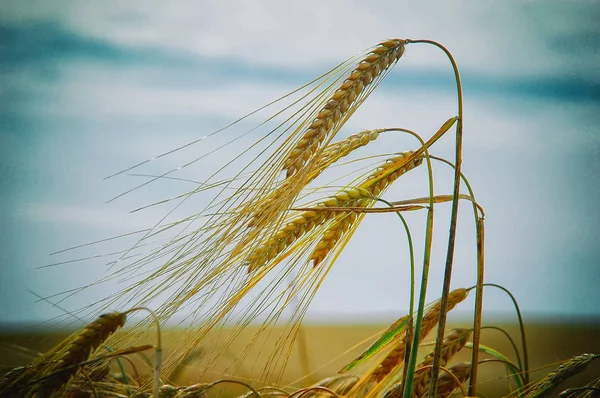 Orejas de trigo — Foto de Stock