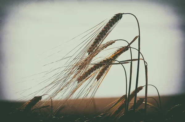 Orejas de trigo — Foto de Stock