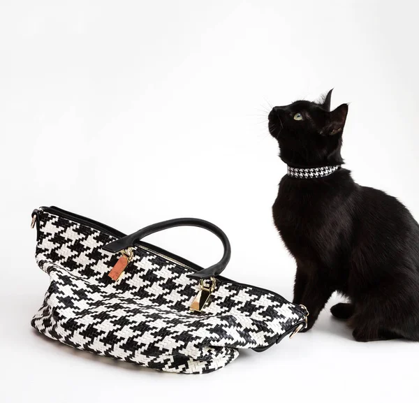 ファッショナブルな猫、スタイリッシュなハンドバッグ — ストック写真