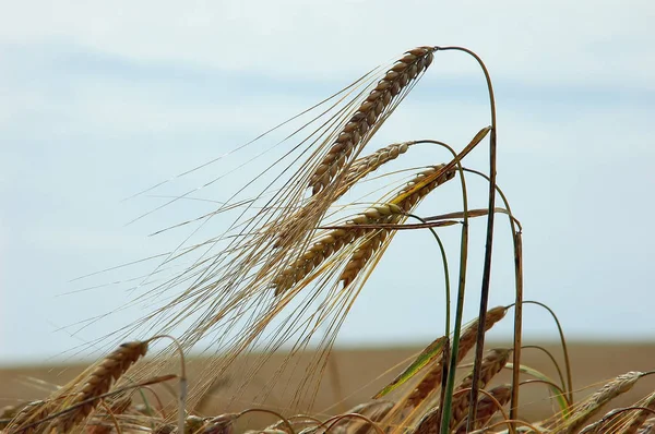 Orejas de trigo — Foto de Stock