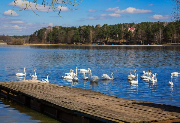 White swans on the lake — Stock Photo, Image
