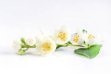 Beyaz Yasemin çiçekleri