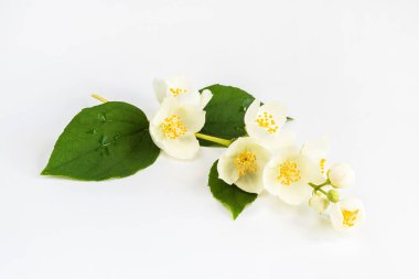 Beyaz Yasemin çiçekleri