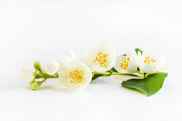 白色茉莉花 — 图库照片