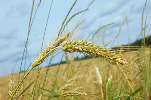 Orejas de trigo — Foto de Stock