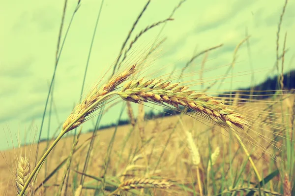 Orejas de trigo — Foto de Stock