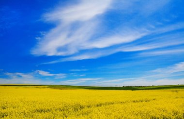 Sarı tecavüz tohum