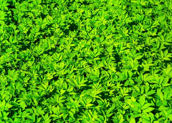 Hintergrund grüner Pflanzen — Stockfoto